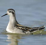 Phalarope à bec étroit