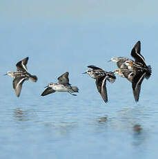 Phalarope à bec étroit