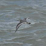 Phalarope à bec large