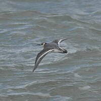 Phalarope à bec large