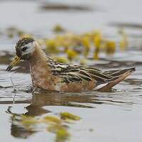 Phalarope à bec large