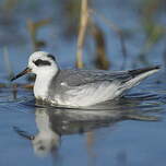 Phalarope à bec large