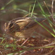 Phragmite aquatique