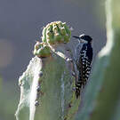 Pic des cactus