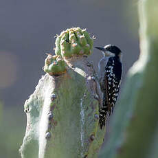 Pic des cactus