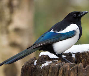 Eurasian Magpie Pica Pica