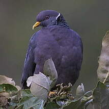 Pigeon à queue barrée