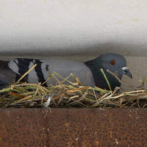 Pigeon biset