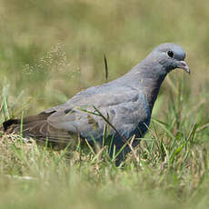 Pigeon colombin