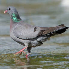 Pigeon colombin