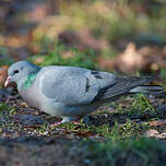 Pigeon colombin