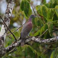 Pigeon rousset