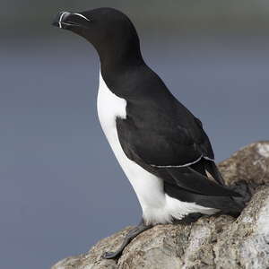 Razorbill Alca Torda