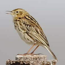 Pipit correndera