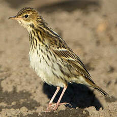 Pipit de la Petchora