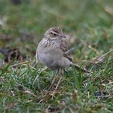 Pipit de Richard