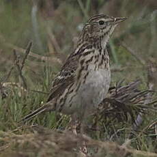 Pipit du Pérou