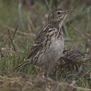 Pipit du Pérou