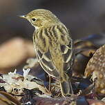 Pipit farlouse