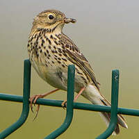 Pipit farlouse