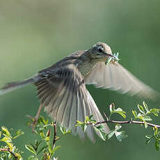 Pipit rousseline