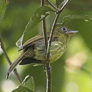 Platyrhynque de Colombie