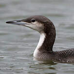 Plongeon arctique