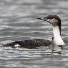 Plongeon arctique