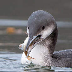 Plongeon arctique