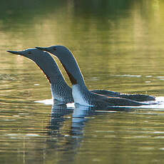 Plongeon catmarin