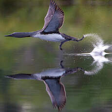 Plongeon catmarin