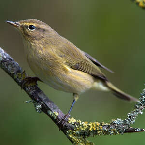 Pouillot véloce - Phylloscopus collybita