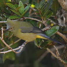 Ptilogon à longue queue