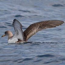 Puffin boréal