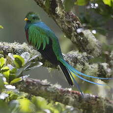 Quetzal resplendissant