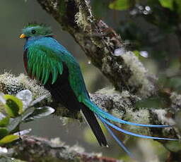 Quetzal resplendissant