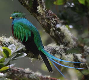 Quetzal resplendissant