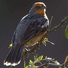 Rara du Paraguay