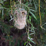 Rémiz penduline