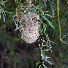 Rémiz penduline