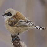 Rémiz penduline