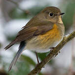 Robin à flancs roux