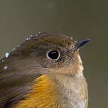 Robin à flancs roux