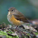 Robin à flancs roux