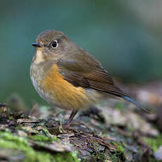 Robin à flancs roux