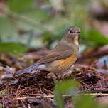 Robin à flancs roux