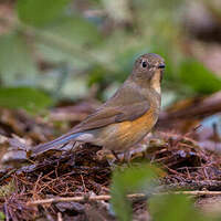 Robin à flancs roux