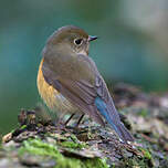 Robin à flancs roux