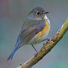 Robin à flancs roux