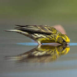 Serin cini